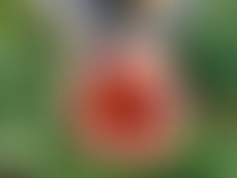 Recette de sirop de fraise : histoire, variétés et secrets d'un sirop artisanal d'exception La fraise est sans doute le fruit rouge le plus apprécié des Français. Son parfum délicat, sa douceur naturelle et ses nombreuses variétés en font un ingrédient incontournable pour réaliser un sirop artisanal de grande qualité. Pourtant, toutes les fraises ne se valent pas lorsqu'il s'agit de fabriquer un véritable sirop riche en goût. En tant que Siropier, je sélectionne les fruits avec le plus grand soin afin d'obtenir un sirop à la fois gourmand, parfumé et fidèle au goût authentique de la fraise. Derrière chaque bouteille se cachent un savoir-faire artisanal, une cuisson maîtrisée et une recherche constante de la meilleure qualité