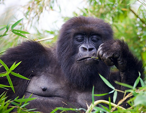 Image by Magdalena Kula Manchee