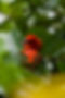 cardinal bird