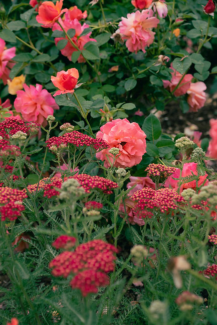 Image by Attalie Hart