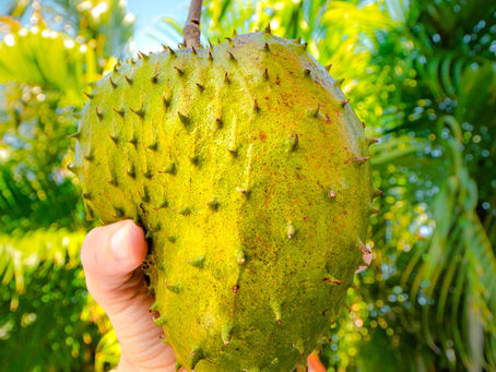 Vitamine Supplement Soursop Graviola