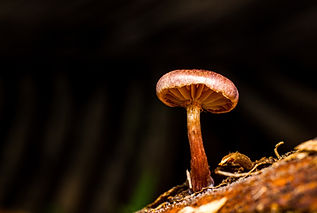 Image by Ajithkumar M