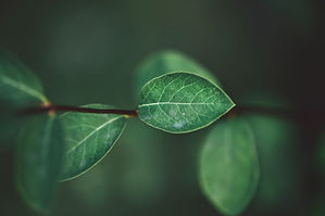 Image by Mathijs Delva