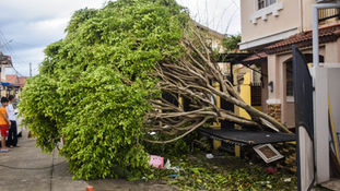 Will My Homeowners Insurance Cover Preventative Tree Removal in Florida?