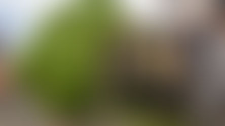 Will My Homeowners Insurance Cover Preventative Tree Removal in Florida?