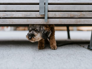 Building Confidence in Shy or Fearful Dogs