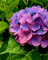 Image by Summer Quinn