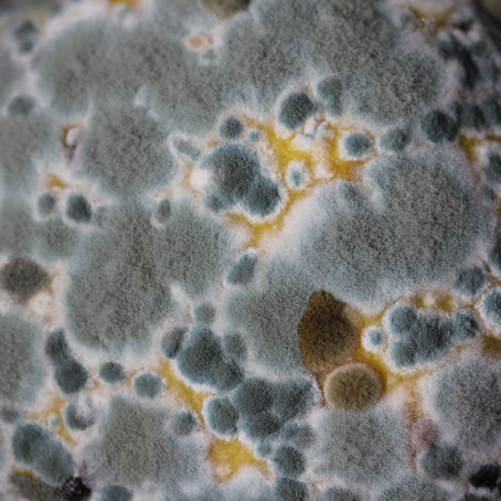 Should I Get a Mold Test?