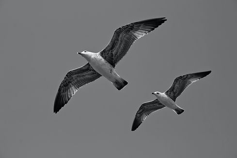 Image by Ali Yasar isgoren