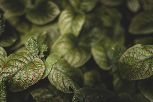 Trusted Thai Massage Experts in Denver-Dara Thai Massage Therapy since 2023