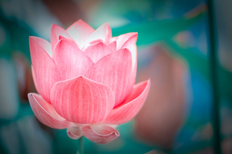 Image by Thomas Oxford