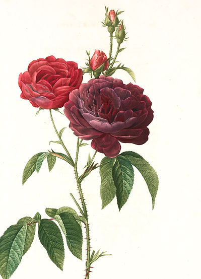 Image by The New York Public Library