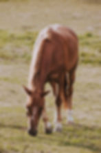 senior horses may need more cbd supplement than young horses