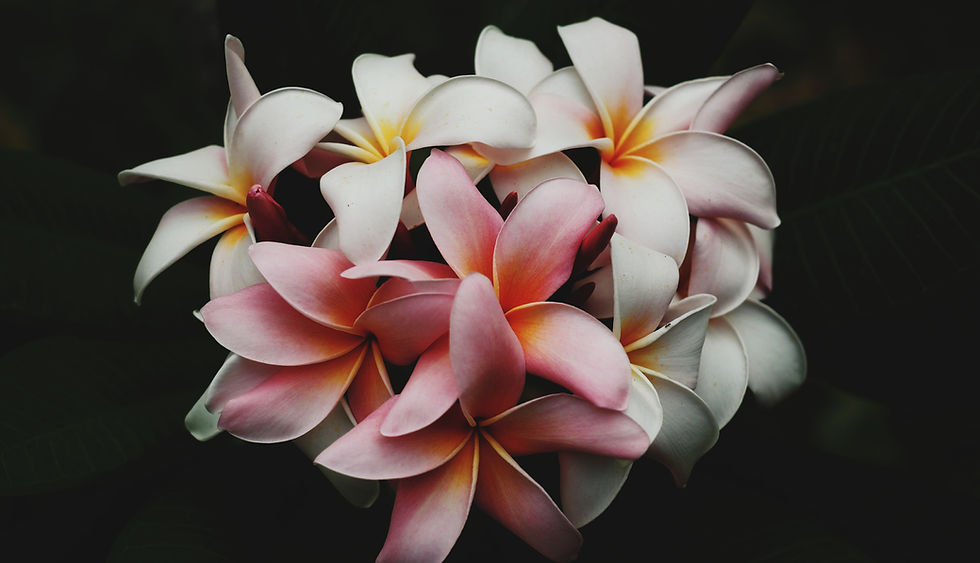 Image by Charlie Harutaka