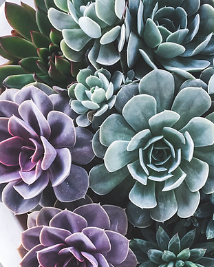 Image by Sheelah Brennan