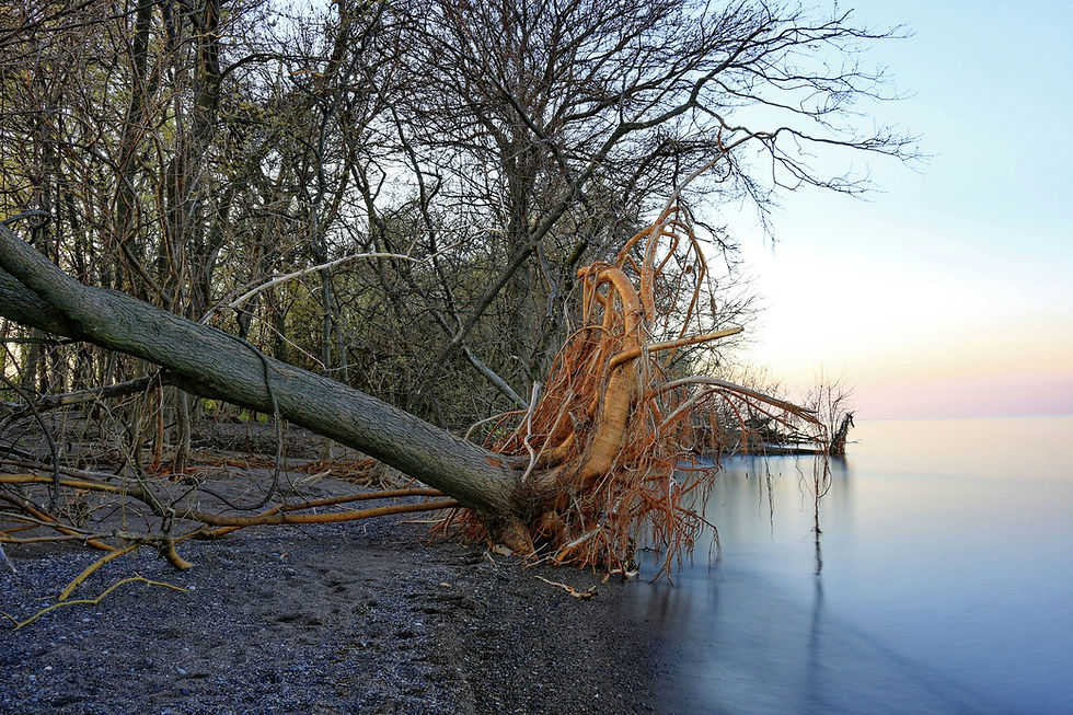 Fallen tree by a calm lake shore, tangled roots exposed, surrounded by bare trees, under a pastel twilight sky creating a serene mood.
