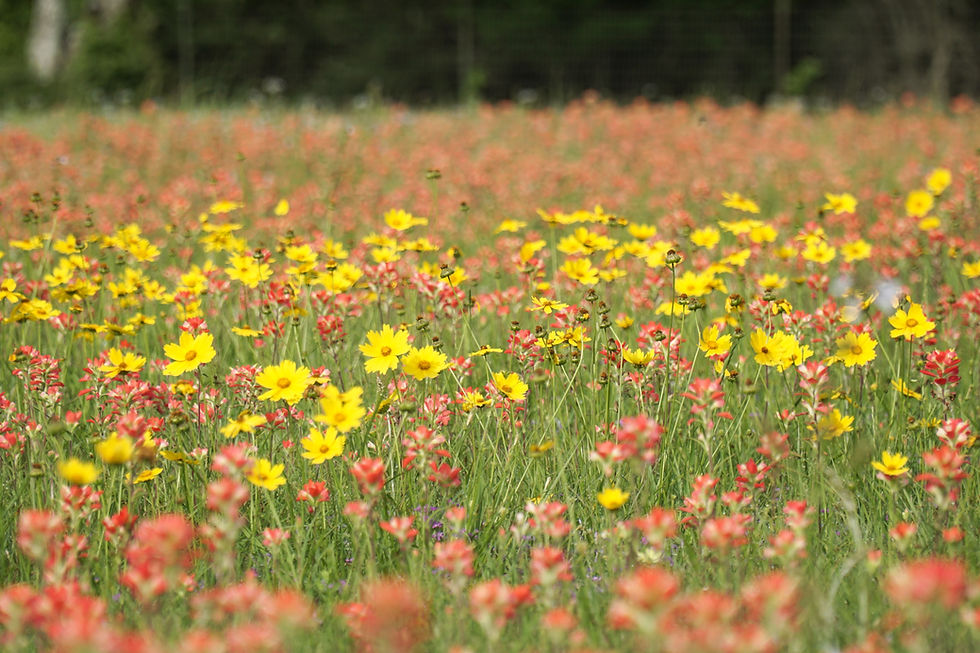 Texas wildflowers