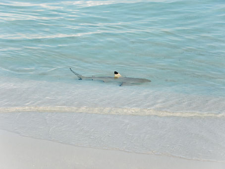 What is a good national Anthem, Burger Dog or Baby Shark?
