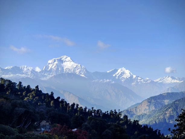 Veduta panoramica delle montagne innevate dell'Himalaya con il Dhaulagiri in Nepal con fitte foreste in primo piano.