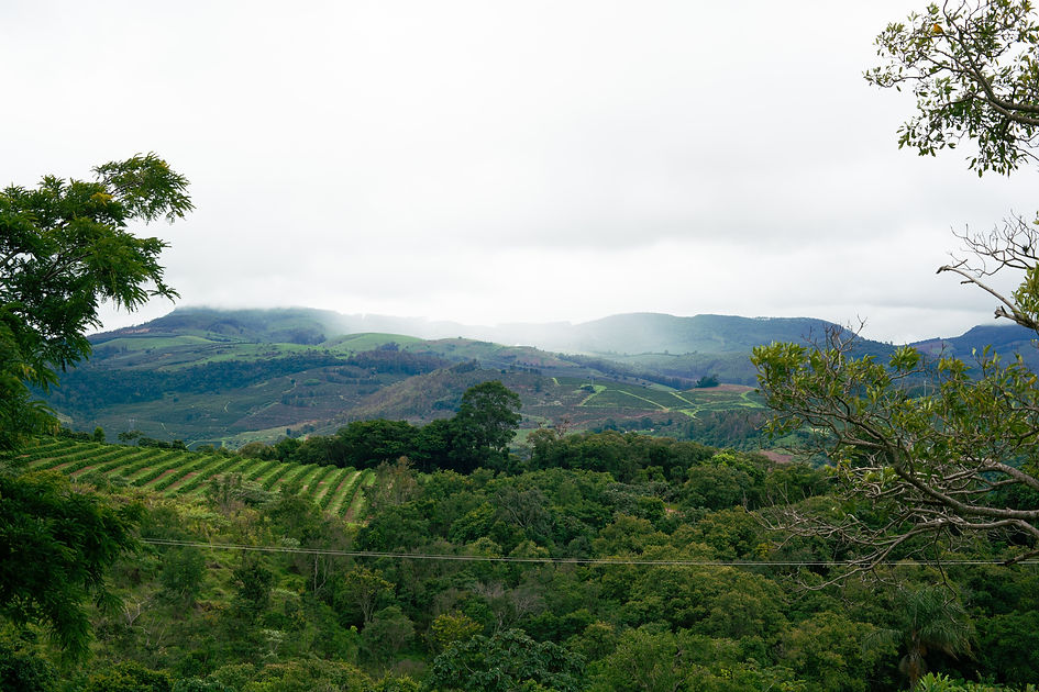 Image by PROJETO CAFÉ GATO-MOURISCO