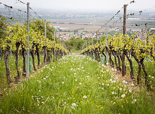 Image de Flash Dantz