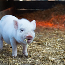 pig health