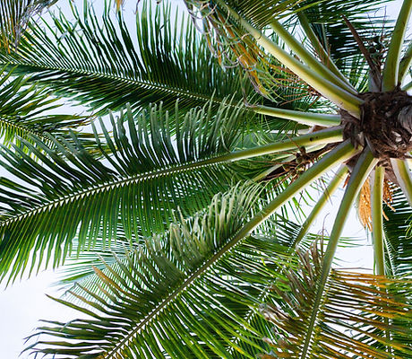 Photo de l'ile de la reunion