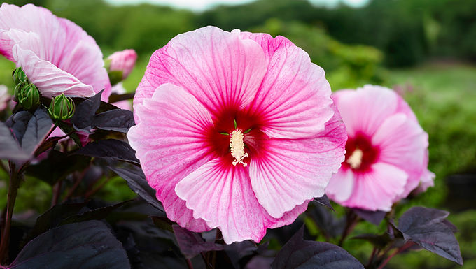 Proven Winners Summerific Hardy Hibiscus