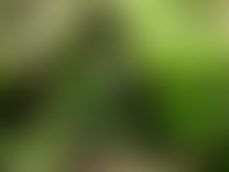 Tích TRƯỞNG LÃO SĀRIPUTTA - Câu Kệ 389,390