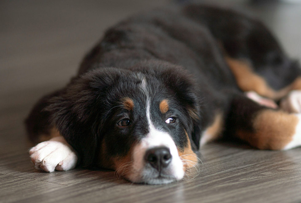 Bernese Dağ Köpeği