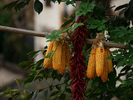 Tidbits, Q&A: Corn Pricing, Markets & Rain Days Update 1/10/24
