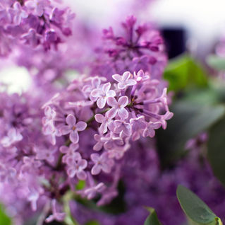 Special Events in May