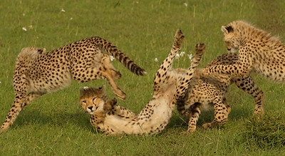 Image by Gurth Bramall