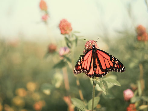Image by Aaron Burden