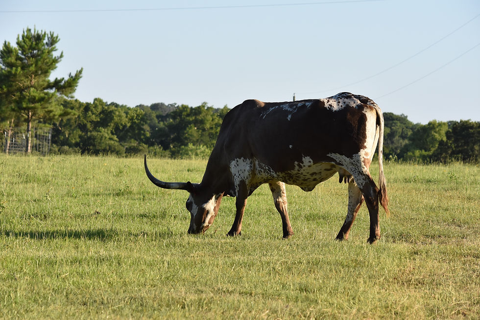 Kyle, Texas
