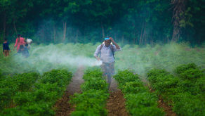Herbisida Sistemik: Pengertian dan Efek Sampingnya