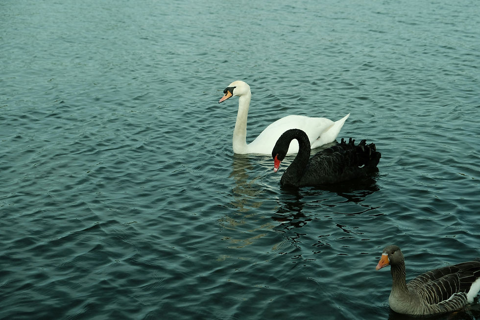 Valkyrie Swan Lake Saturday Matinee