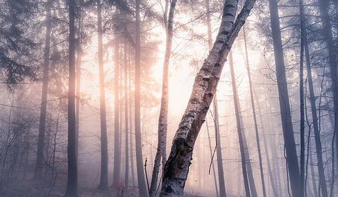 Björk, skog