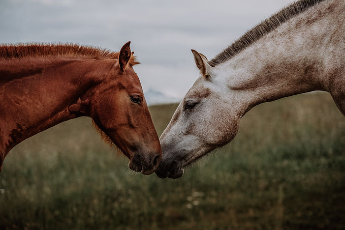 Image by Lara Baeriswyl