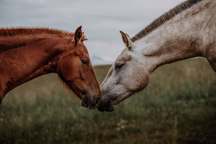 Image by Lara Baeriswyl