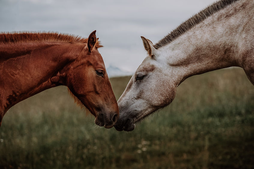 Image by Lara Baeriswyl