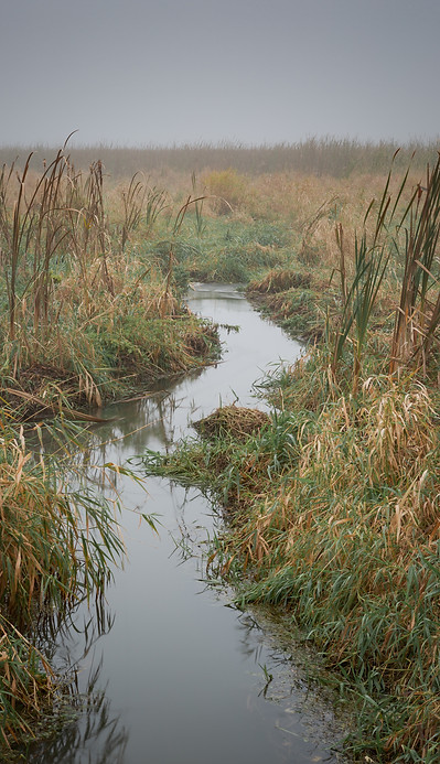 Image by Dave Hoefler