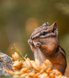 Image by Matthieu Pétiard