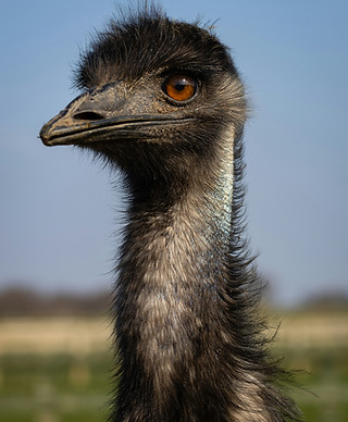 Image by Guy Kavanagh