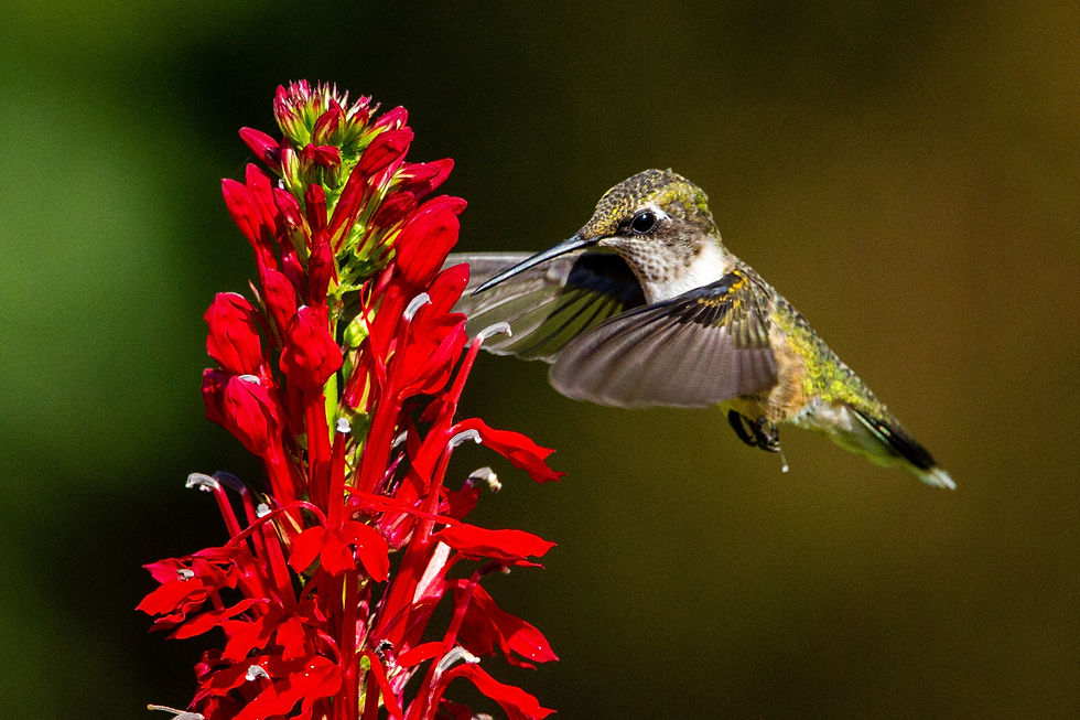 Close-up view of a South Louisiana garden with nectar flowers and a Ruby-throated hummingbird