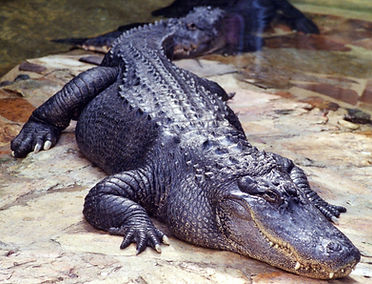 Wild Alligator