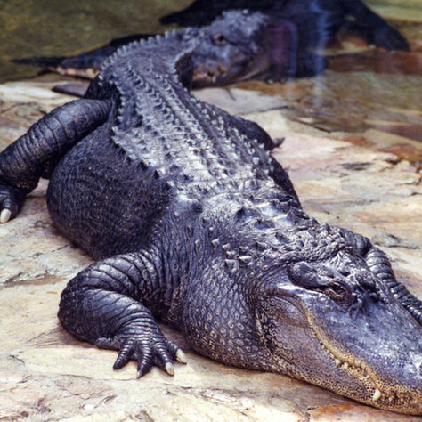 How To Survive An Alligator Attack