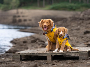 Nova Scotia Duck Tolling Retriever puppy