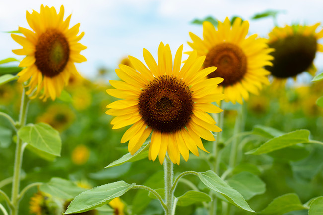 Florboxoxo | Sunflower