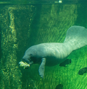 Dugong - Sulawesi - Image de Jakub Pabis